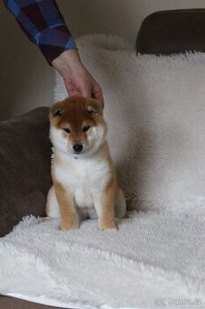 Shiba štěně pejsek