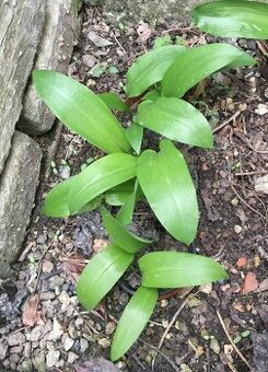 medvědí česnek - sazenice