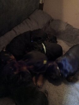 Štěňata rotvajlera bez PP