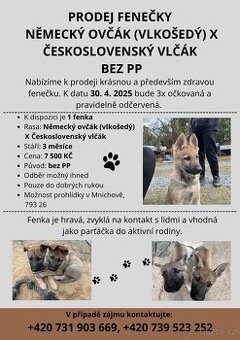 Štěňata Německý ovčák X Československý vlčák