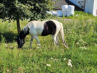 Pony KVH 132cm