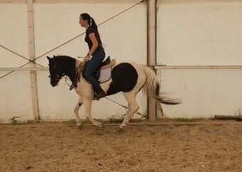 Pony A -  KVH 132cm