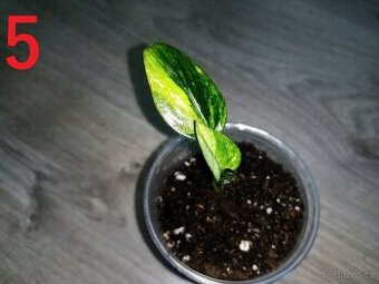 Monstera standleyana Aurea variegata - Malinká rostlinka