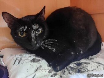 Kočička Fiona hledá nový domov