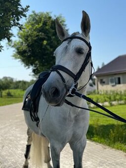 Krásná klisna PRE