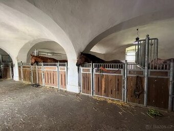 Ošetřovatelka sportovních koní