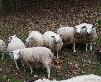 Jehňata beránci po Texel