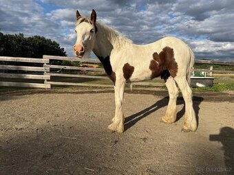 Hřebeček Irský cob