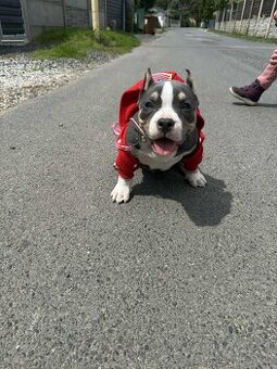 American bully