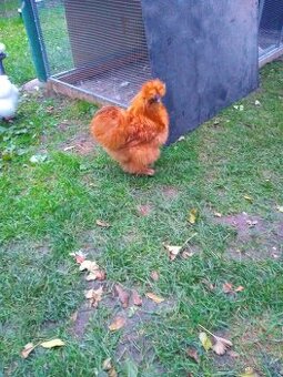 Kohouti Hedvábničky holokrčky a bílé velké vousaté