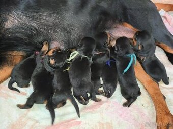 Rottweiler s PP (FCI)