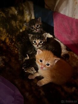 Koťátka
