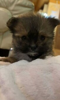 Predám maličké, rozkošné šteniatka nemecký špic malého zrast