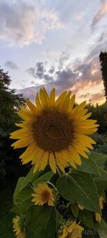 Chata na Hracholuskách mám zájem o pronájem dlouhodobě.