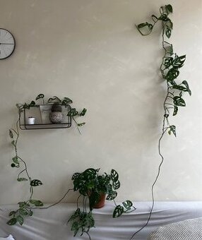 Monstera Monkey / Adansonii - SPĚCHÁ