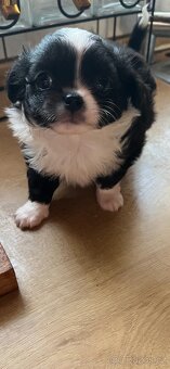 černobílá holčička s PP FCI