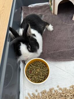 Prodám králíka s kompletní klecí