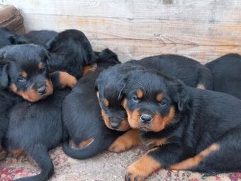 Nabízím rotvajler štěňátka