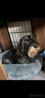 Drsnosrstý jezevčík s PP