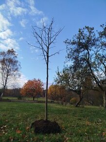 Lípa malolistá 2m