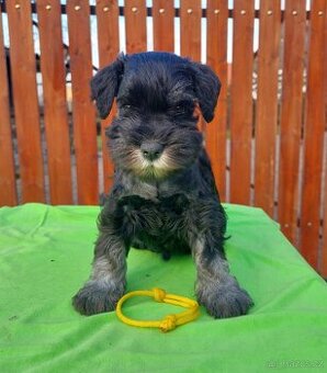 knírač malý-černostříbřitý