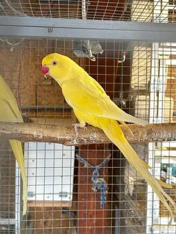 Alexandři malí lutino Samice