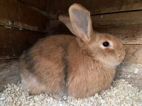 Zakrslý králík 1 rok