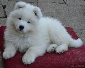 SAMOJED samoyed - poslední pesjek s PP