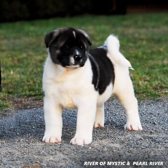 Americká Akita
