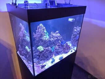 Morské akvarium