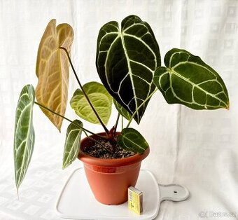 Anthurium Crystallinum Sametové srdce