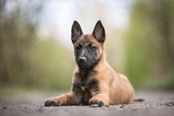 POPTÁVKA štěně malinois fenka