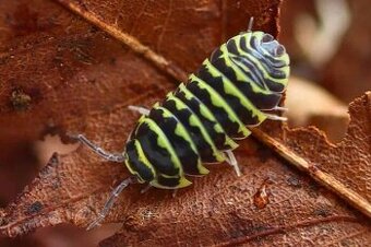 Armadillidium maculatum yellow zebra