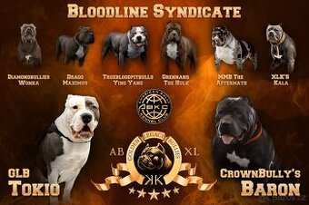 GLB TOKIO & CROWN BULLYS BARON American Bully