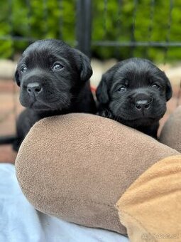 Labrador retriever