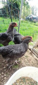 Marans modrá kohoutci