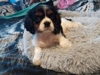 kavalír king charles španěl