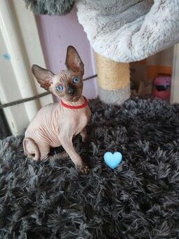 Sphynx