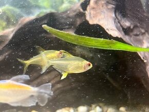 Tetra citrónová - Hyphessobrycon pulchripinnis