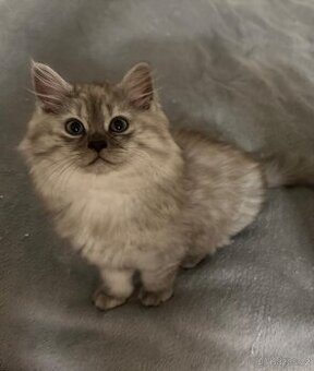Prodám ragdoll kocourka