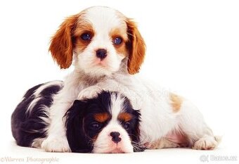Kavalír King Charles spaniel - štěňátka k rezervaci