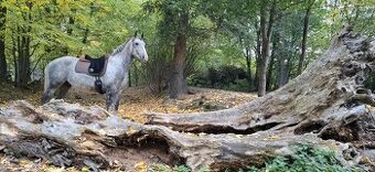 Mladý lipicán na prodej