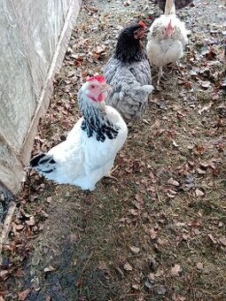 vynesené slepice 5ks