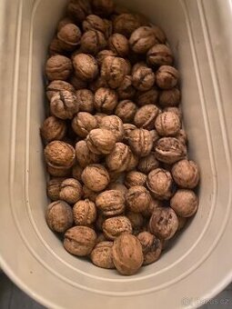 Letošní chutné vlašské ořechy neloupané