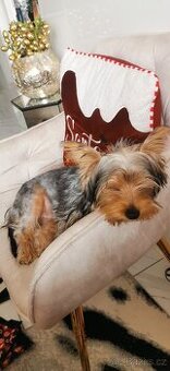 Jorksirek chlapeček bez PP