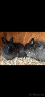 Zakrslý králíček