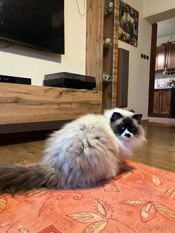 Ragdoll kočička s PP