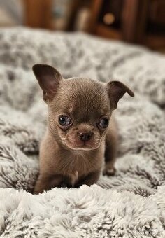 Čivava krátkosrstý lila pejsek