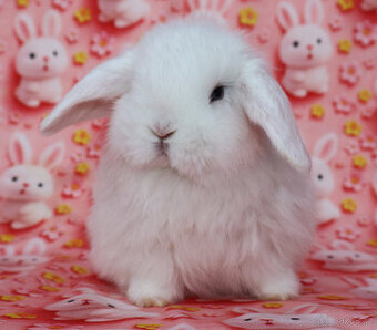 Zakrslí beránci NHD modrá očka . - 1