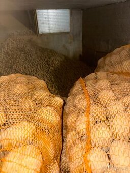 Sadba brambor Bernina – 8 Kč/kg